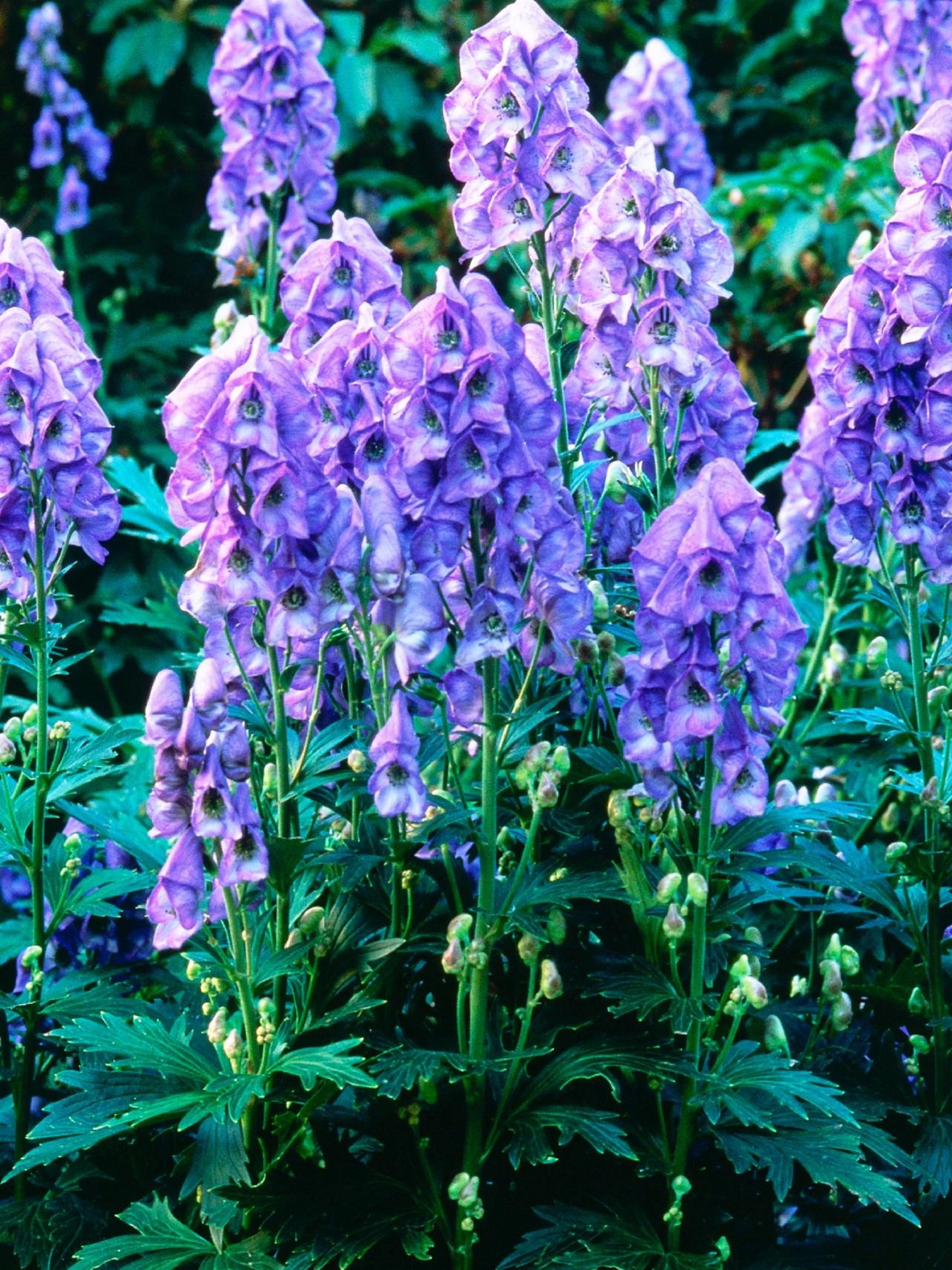 Blue Aconitum Napellus Flower seeds for Planting - Premium Quality, Heirloom & GMO Free Seeds for Home Garden