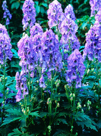 Blue Aconitum Napellus Flower seeds for Planting - Premium Quality, Heirloom & GMO Free Seeds for Home Garden