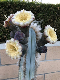 Blue Pilosocereus Flower seeds for Planting - Drought Tolerant, Heirloom & GMO Free Seeds for Home Garden