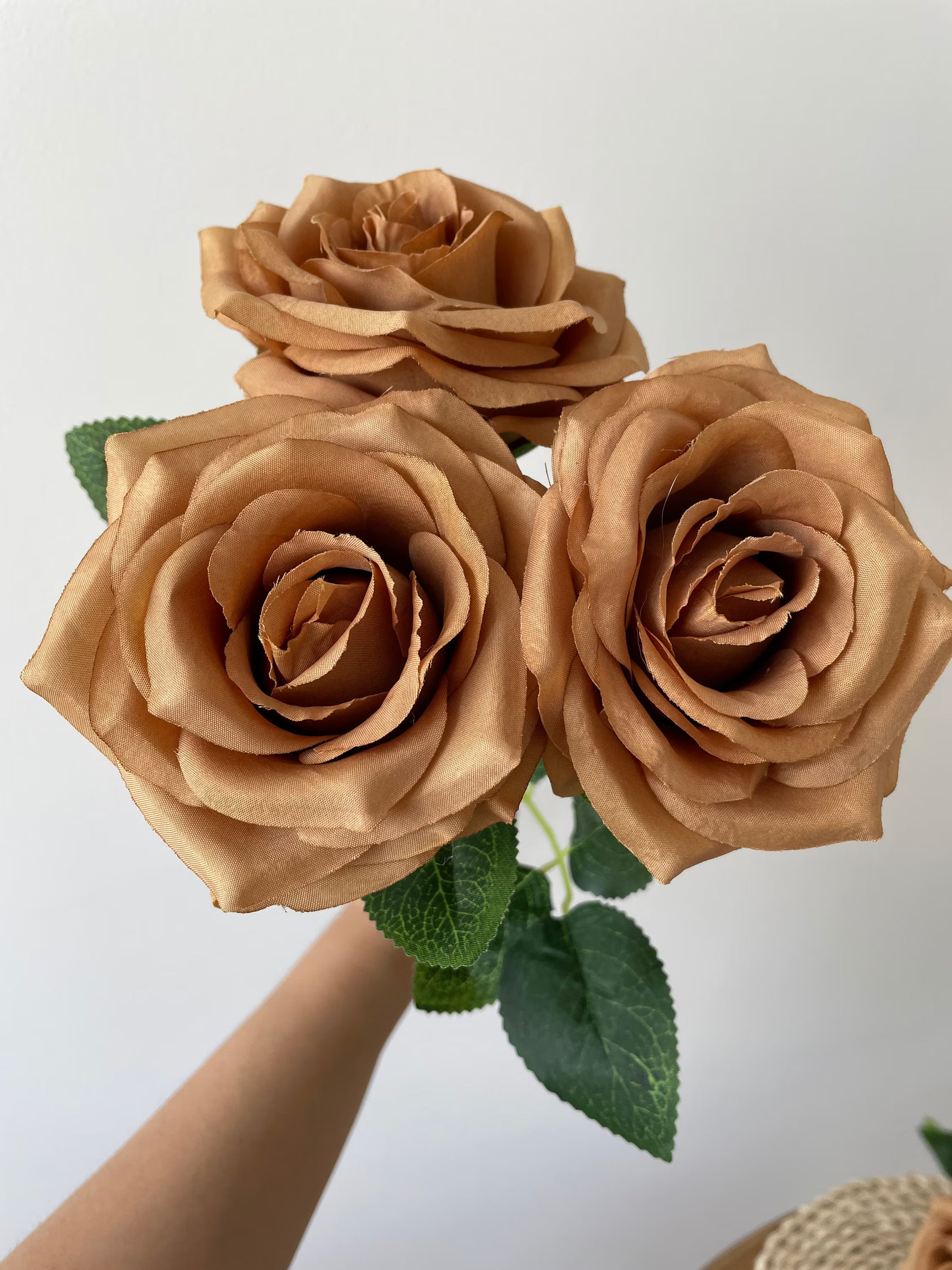 White and Brown Rose Flower seeds for Planting - Shade Tolerant, Heirloom & GMO Free Seeds for Home Garden