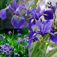 Iris Blue Flower Seeds for Planting - Stunning Perennial Blooms