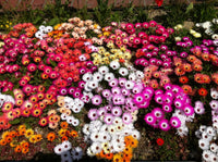 Summer Flower seeds for Planting - Bright Blooms, Heirloom & GMO Free Seeds for Home Garden