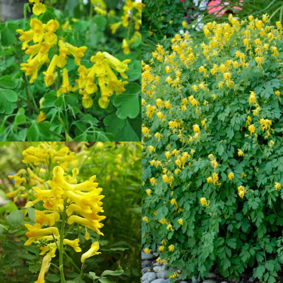 Yellow Corydalis Manchu Flower seeds for Planting - Seasonal Bloomer, Heirloom & GMO Free Seeds for Home Garden