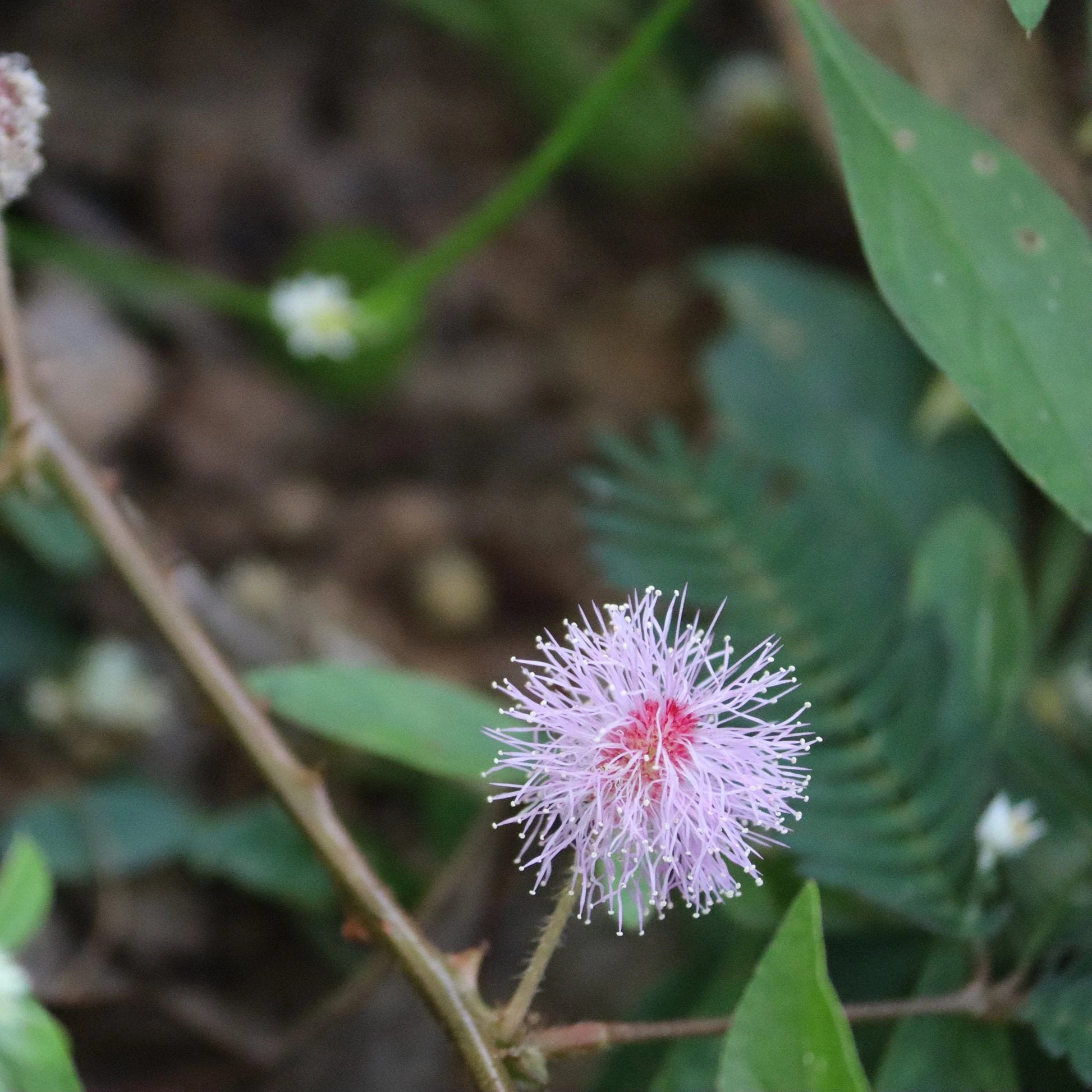 Pink Mimosa Pudica Flower seeds for Planting - Hardy Variety, Heirloom & GMO Free Seeds for Home Garden