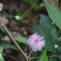 Pink Mimosa Pudica Flower seeds for Planting - Hardy Variety, Heirloom & GMO Free Seeds for Home Garden