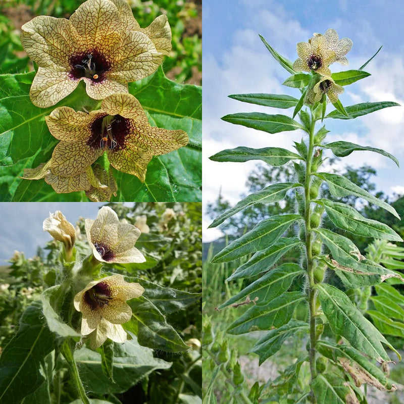 Cream Henbane Seeds for Planting