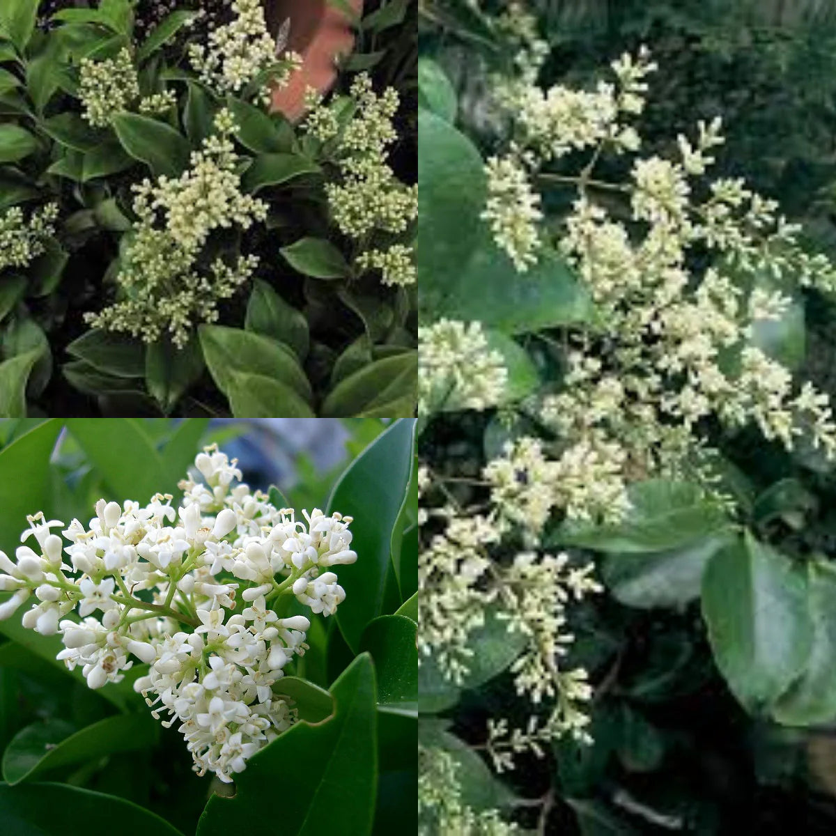 White Privet Flower Seeds for Planting  Enhance Your Garden