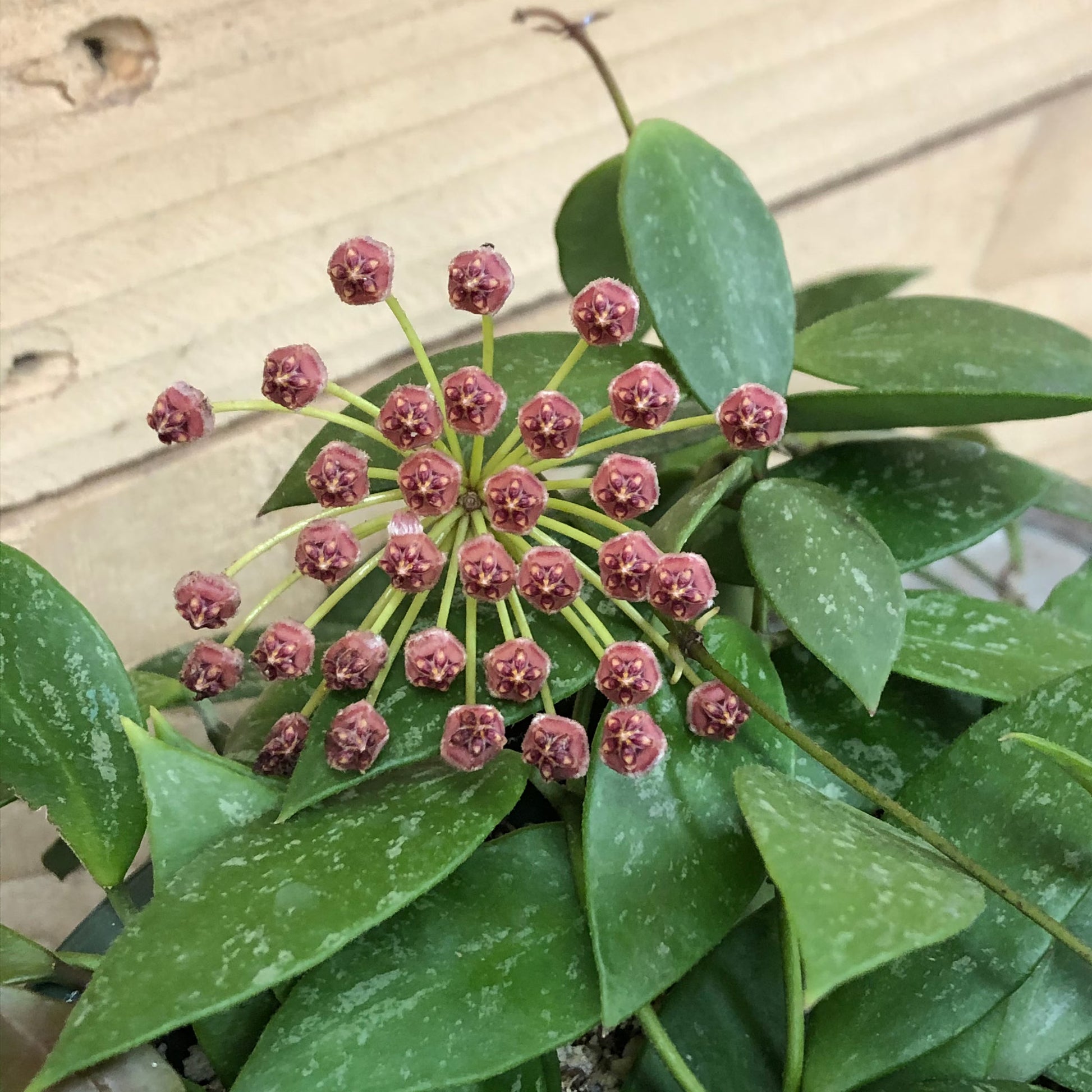 Hoya Gracilis Flower seeds for Planting Drought Tolerant Heirloom & GMO Free Seeds for Home Garden 
 
 Sale