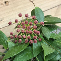 Hoya Gracilis Flower seeds for Planting Drought Tolerant Heirloom & GMO Free Seeds for Home Garden 
 
 Sale
