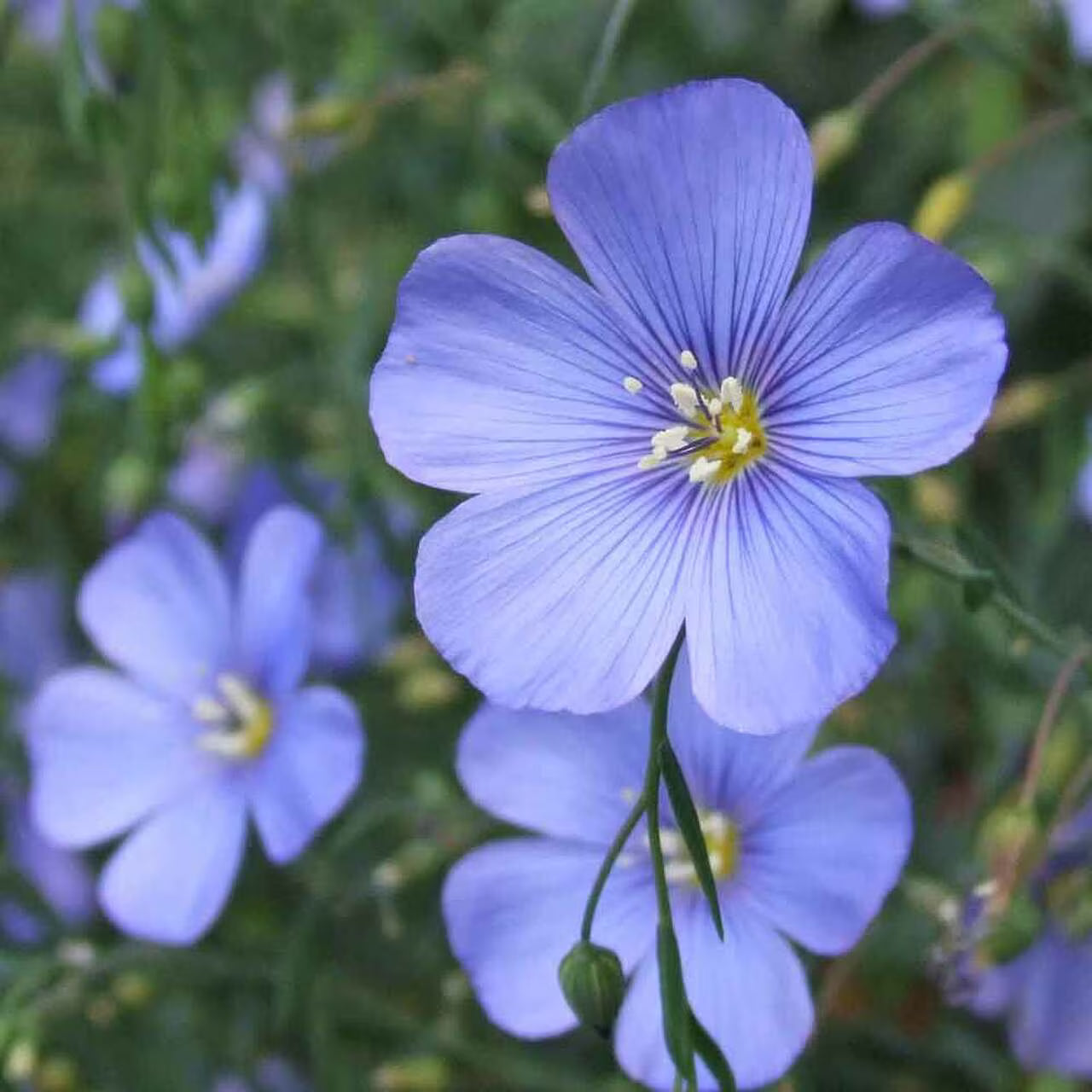 Blue Crystal Flower Seeds - Perfect for Planting