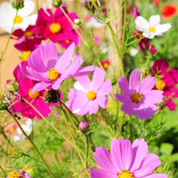 Cosmos Flower seeds for Planting - Wildflower Mix, Heirloom & GMO Free Seeds for Home Garden