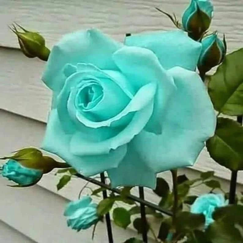 Sea Green Rose Flower Planting - Seeds for Exquisite Blossoms in Your Garden
