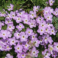 Lavender Linanthus Flower seeds for Planting - Vibrant Colors, Heirloom & GMO Free Seeds for Home Garden