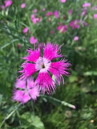 Pink Dianthus Superbus Planting Seeds  Perfect for Gardens