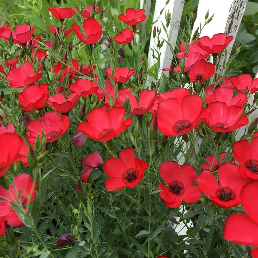 Scarlet Flax Flower seeds for Planting Long Bloom Season Heirloom & GMO Free Seeds for Home Garden
