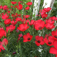 Scarlet Flax Flower seeds for Planting Long Bloom Season Heirloom & GMO Free Seeds for Home Garden