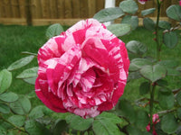 Pink Dragon Rose Flower seeds for Planting - Long Bloom Season, Heirloom & GMO Free Seeds for Home Garden