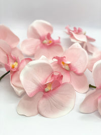 Pale Pink Orchid Flower seeds for Planting Wildflower Mix Heirloom & GMO Free Seeds for Home Garden