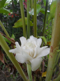 White Etlingera Elatior Flower Seeds for Planting  Tropical Beauty