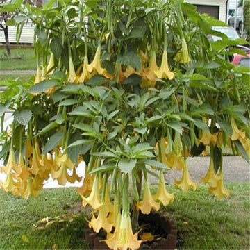Engelstrompete Flower seeds for Planting - Drought Tolerant, Heirloom & GMO Free Seeds for Home Garden