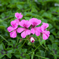 Purple Tornado Geranium Flower seeds for Planting - Garden Favorite, Heirloom & GMO Free Seeds for Home Garden
 
 Sale for planting in home garden.
