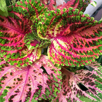 Green Pink Coleus Bright Blooms Heirloom & GMO Free Seeds for Home Garden
 
 Sale