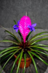 Tillandsia Cyanea Flower seeds for Planting Long Bloom Season Heirloom & GMO Free Seeds for Home Garden