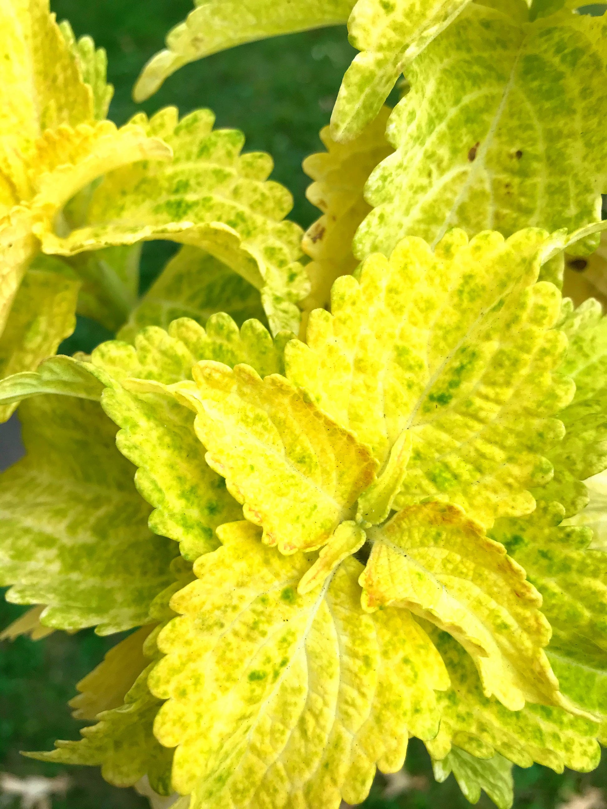 Green Yellow Dragon Coleus for Garden Perfect for Borders Heirloom & GMO Free Seeds for Home Garden
 
 Sale