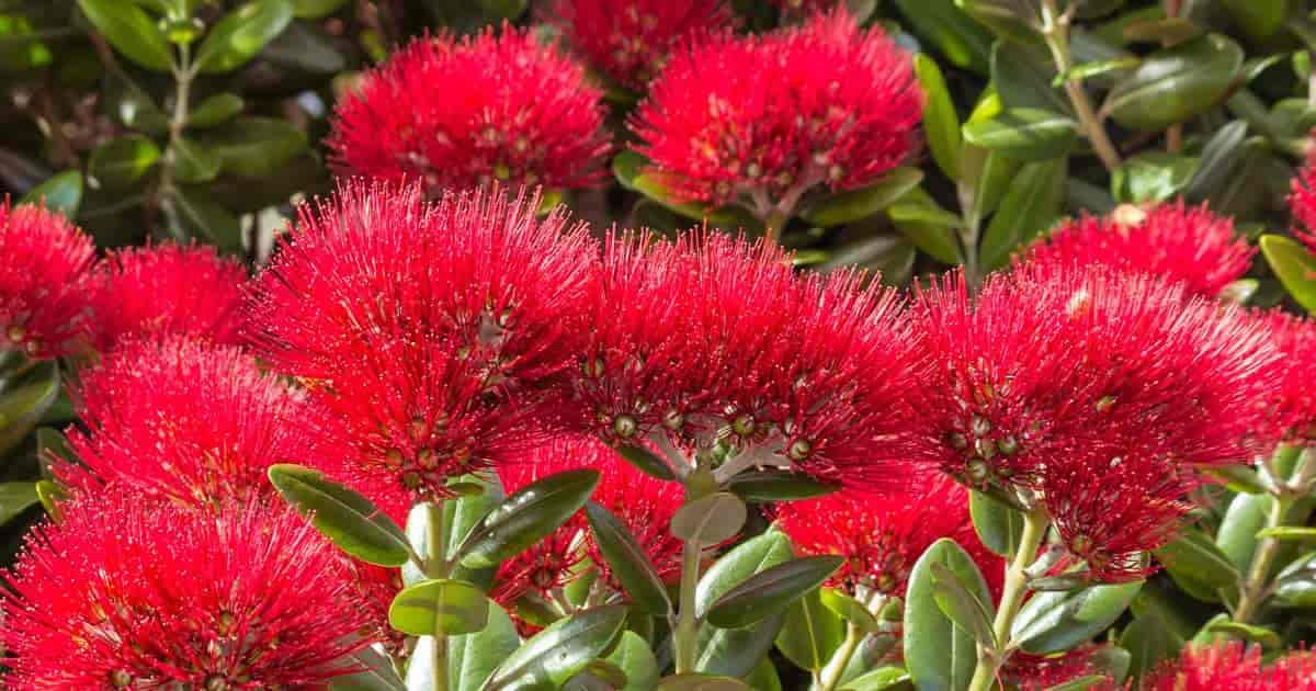 Red Pohutukawa Flower seeds for Planting - Seasonal Bloomer, Heirloom & GMO Free Seeds for Home Garden