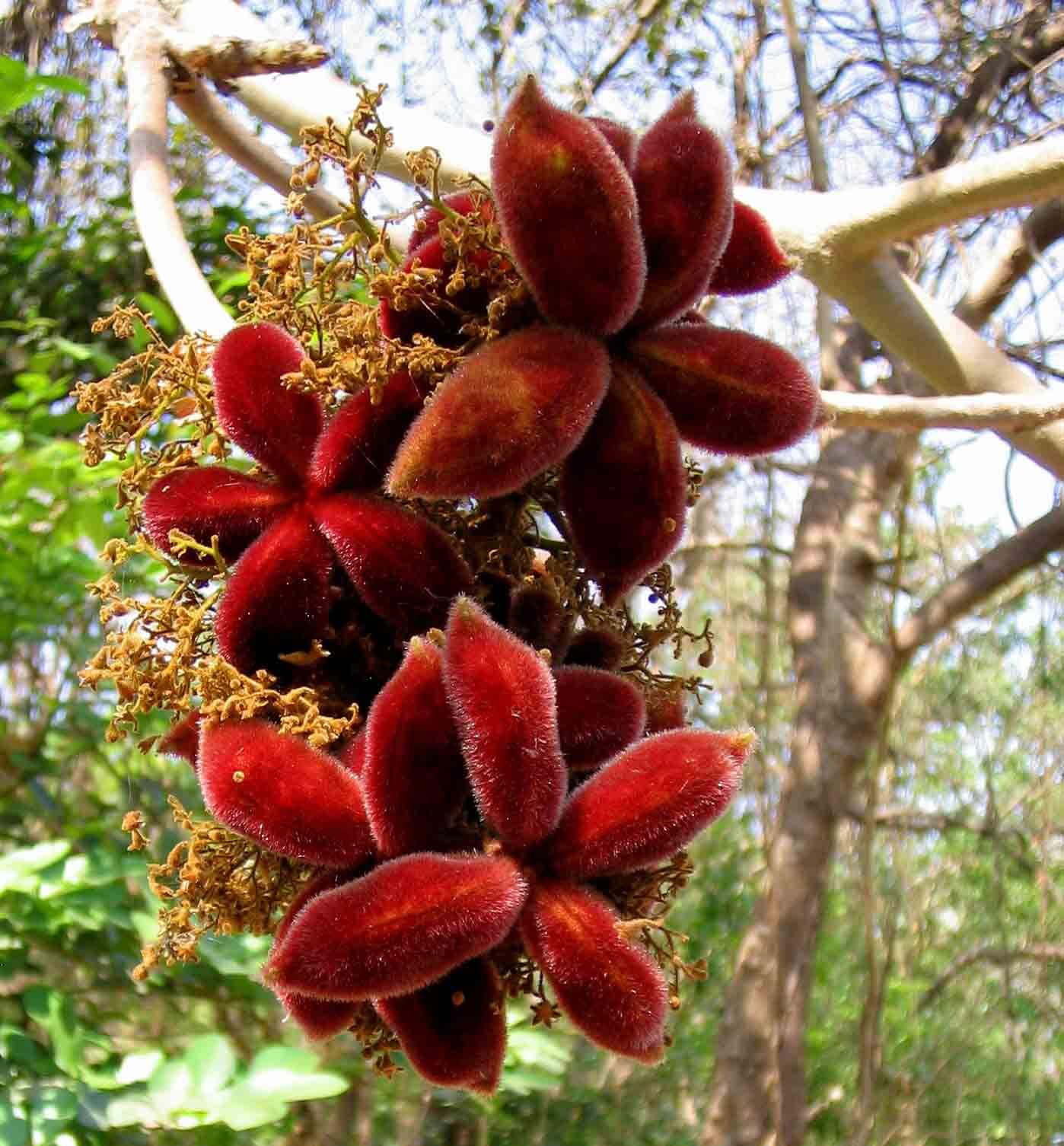 Sterculia Urens Tree Seeds for Planting  Exotic Red Tree Seeds