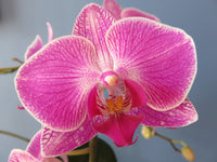 Keiki Orchids Flower seeds for Planting Fragrant Blossoms Heirloom & GMO Free Seeds for Home Garden