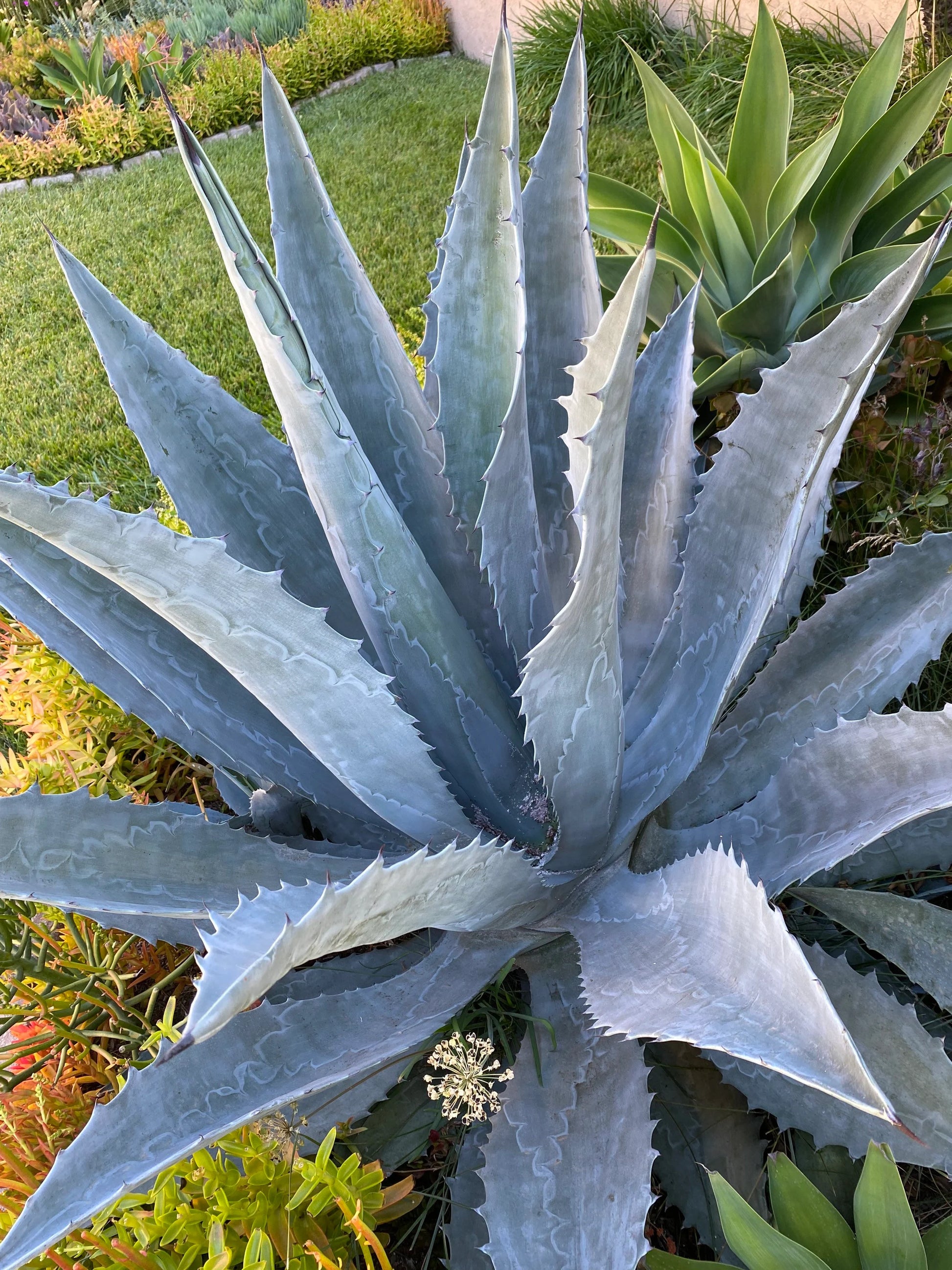 Blue Maguey Aloe Flower seeds for Planting - Easy to Grow, Heirloom & GMO Free Seeds for Home Garden