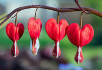 Bleeding Heart Flower seeds for Planting - Compact Growth, Heirloom & GMO Free Seeds for Home Garden