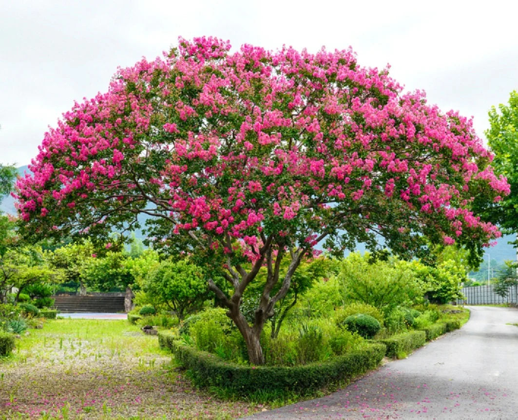 Crepe Myrtle Lagerstroemia Bonsai Flower Seeds