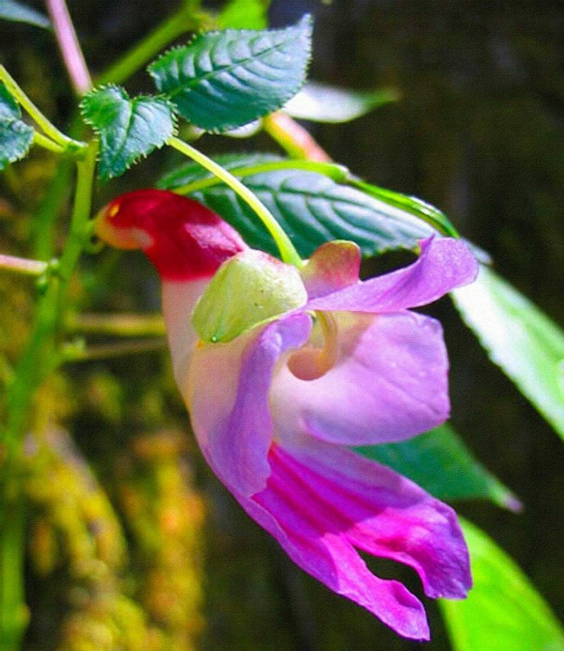 Parrot Orchid Flower seeds for Planting - Shade Tolerant, Heirloom & GMO Free Seeds for Home Garden
