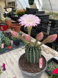 Pink Echinopsis Tubiflora Flower seeds for Planting Compact Growth Heirloom & GMO Free Seeds for Home Garden 
 
 Sale