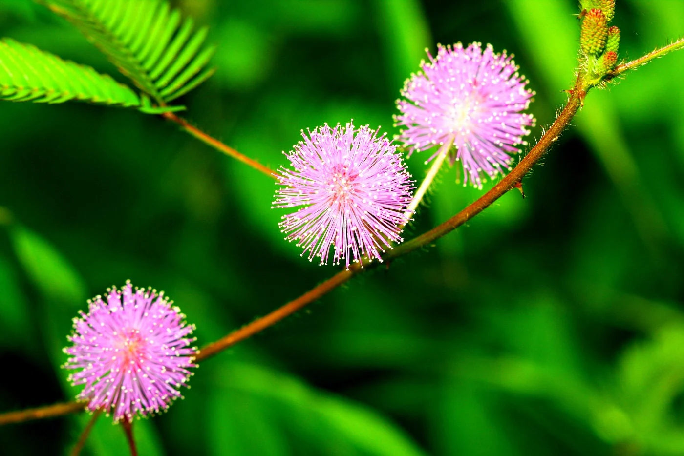 Pink Mimosa Pudica Flower seeds for Planting Easy to Grow Heirloom & GMO Free Seeds for Home Garden 
 
 Sale