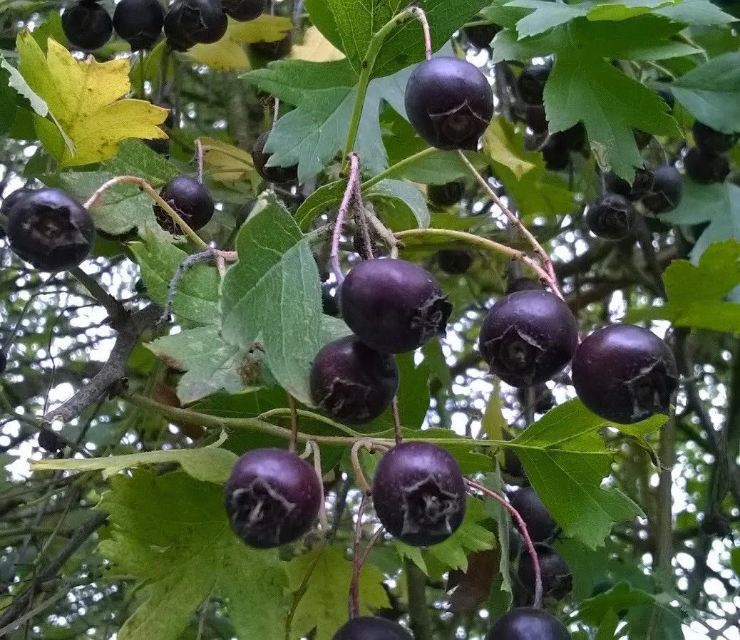 Black Hawthorn Seeds for Planting: Premium Quality Fruit Planting Seeds