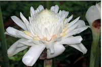 White Etlingera Elatior Flower Seeds for Planting Easy to Grow Heirloom & GMO Free Seeds for Home Garden
 
 Sale