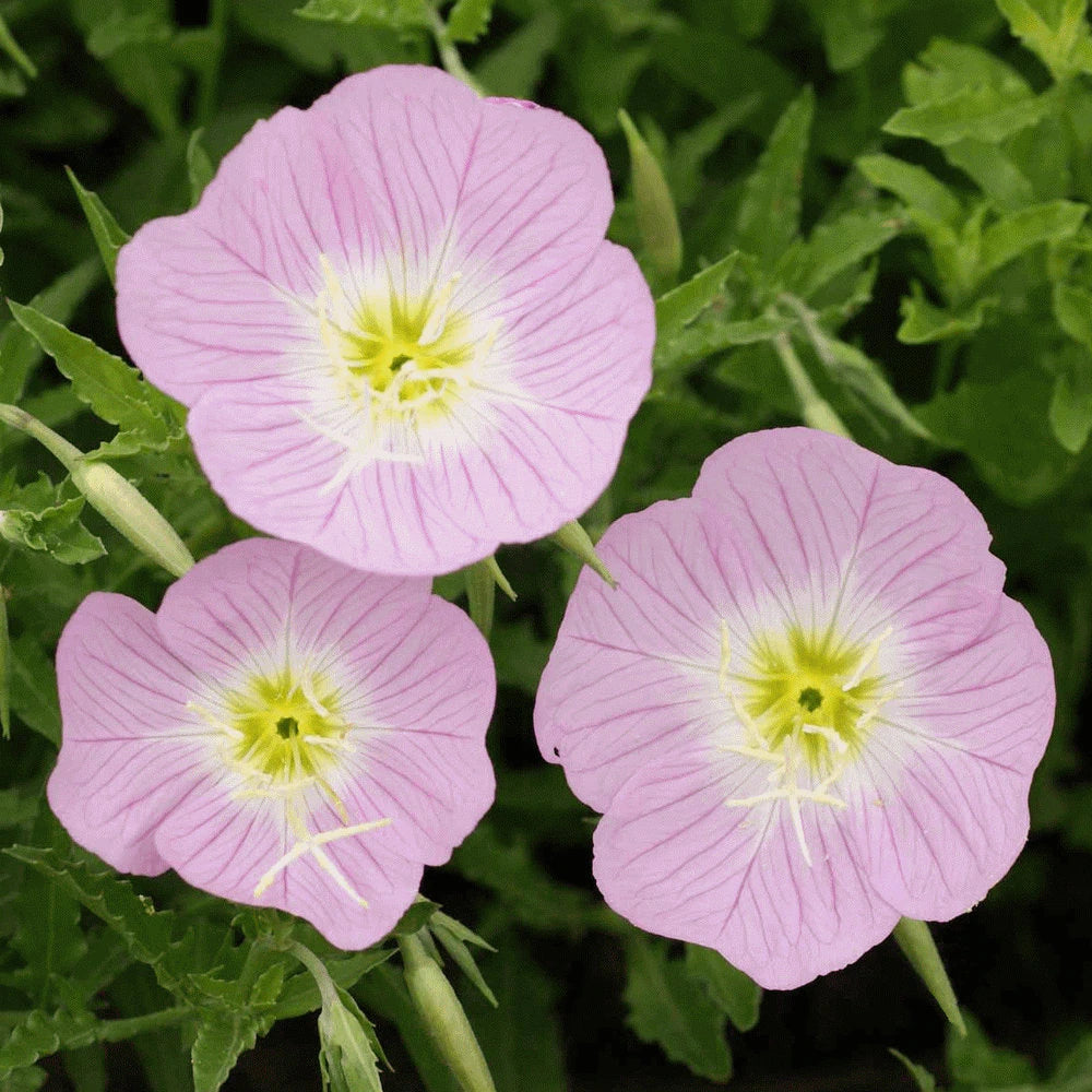 Pink Primula Malacoides Flower seeds for Planting - Premium Quality, Heirloom & GMO Free Seeds for Home Garden