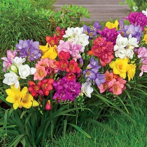 Mixed Freesia Flower seeds for Planting - Hardy Variety, Heirloom & GMO Free Seeds for Home Garden