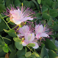 White Pink Capparis Spinosa Seeds for Planting  Ideal for Gardens and Pots with Unique Blooms