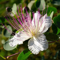 Caper Flower seeds for Planting - Premium Quality, Heirloom & GMO Free Seeds for Home Garden