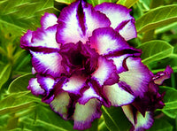 White Purple Adenium Obesum Seeds for Planting