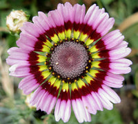 Purple Chrysanthemum Carinatum Flower seeds for Planting - Low Maintenance, Heirloom & GMO Free Seeds for Home Garden