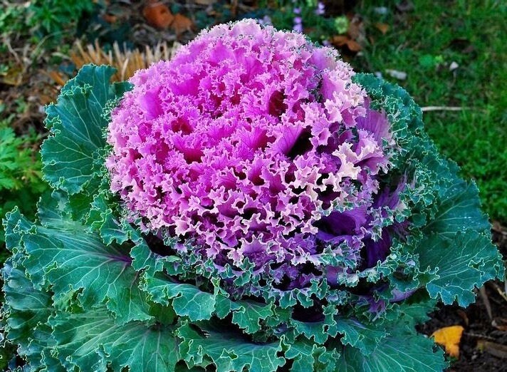 Violet Sky Blue Brassica Oleracea Flower Seeds for Planting Colorful Display Heirloom & GMO Free Seeds for Home Garden
 
 Sale