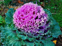 Violet Sky Blue Brassica Oleracea Flower Seeds for Planting Colorful Display Heirloom & GMO Free Seeds for Home Garden
 
 Sale