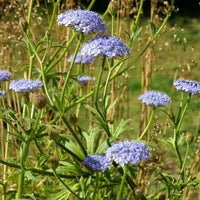 Blue Lace Flower seeds for Planting - Colorful Display, Heirloom & GMO Free Seeds for Home Garden