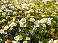 Chamaemelum Flower seeds for Planting - Pollinator Friendly, Heirloom & GMO Free Seeds for Home Garden
 
 Sale seeds for planting in home garden