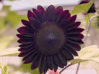 Black Giant Sunflower Seeds for Garden Planting